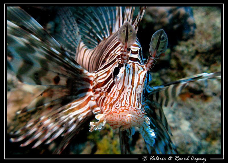 Pterois taken with a Canon G9, a single DS125 Ikelite str... by Raoul Caprez 