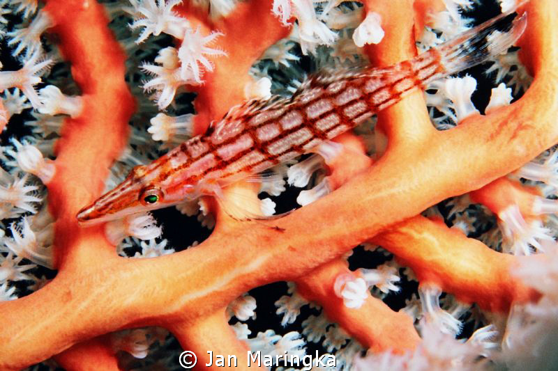 long nose hawk fish on hard coral by Jan Maringka 