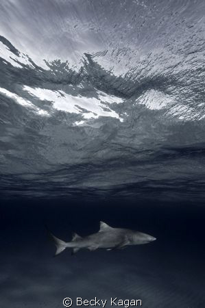 Lemon shark swims near the surface. Shot with Nikon D200 by Becky Kagan 
