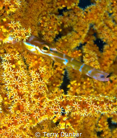Pipe Fish in Coral
 by Terry Dunbar 