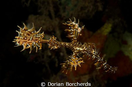 Harlequin Ghost Pipefish.Used Nikon D300,60 mm Micro lens... by Dorian Borcherds 