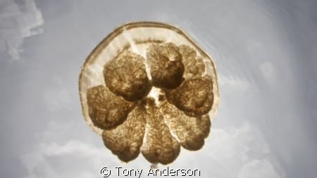 I shot this picture in Jelly Fish lake in Palau by Tony Anderson 