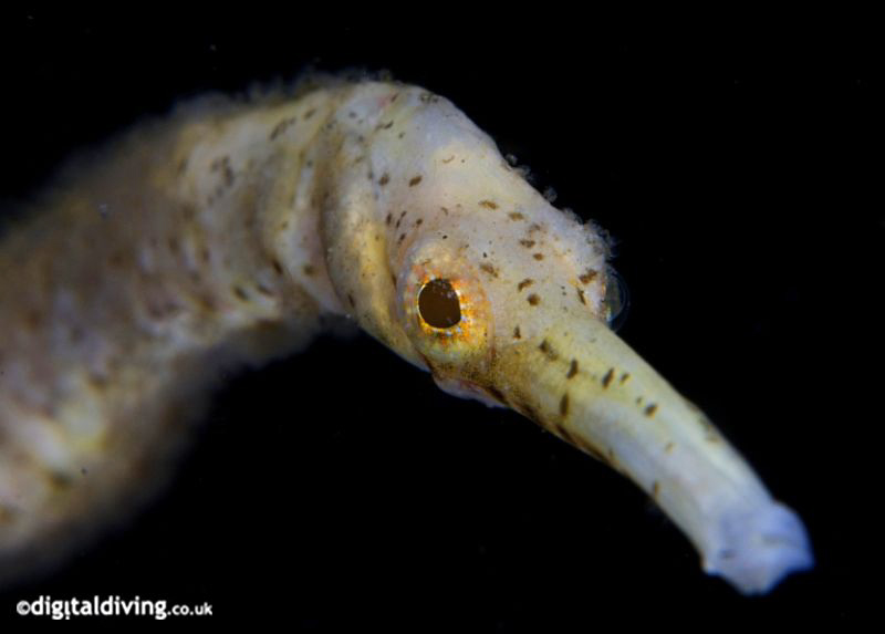 Probus (Trachyrhamphus bicoarctatus) Long-snout Pipefish by David Henshaw 