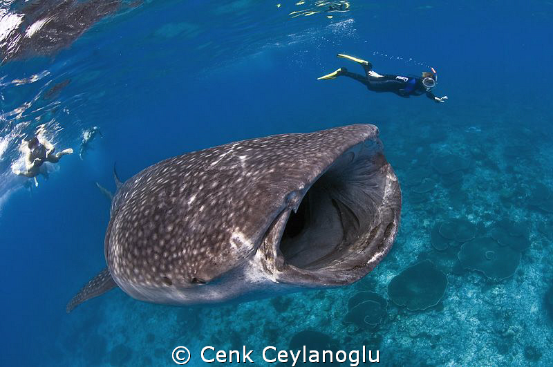 Whale Shark in South Ari atoll by Cenk Ceylanoglu 