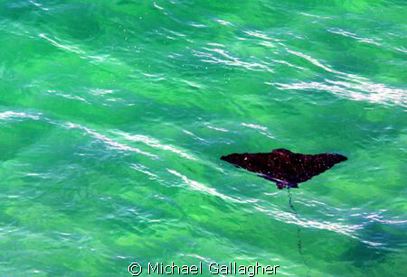 Spotted eagle ray in the shallows at Byron Bay, NSW, Aust... by Michael Gallagher 