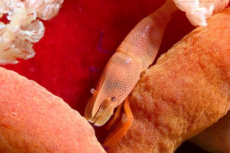 This imperial shrimp has developed a pattern that closely... by Erin Quigley 