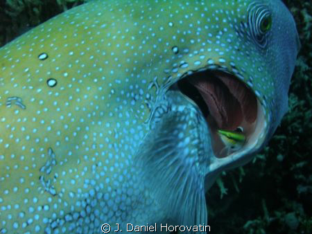Cleaner fish at work on the gills of a large pufferfish by J. Daniel Horovatin 