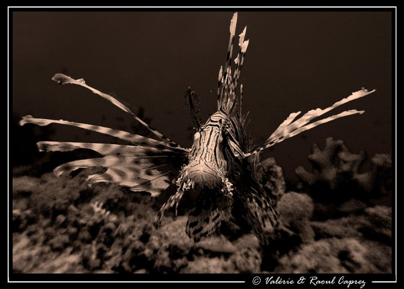 Face to face with a Pterois. by Raoul Caprez 