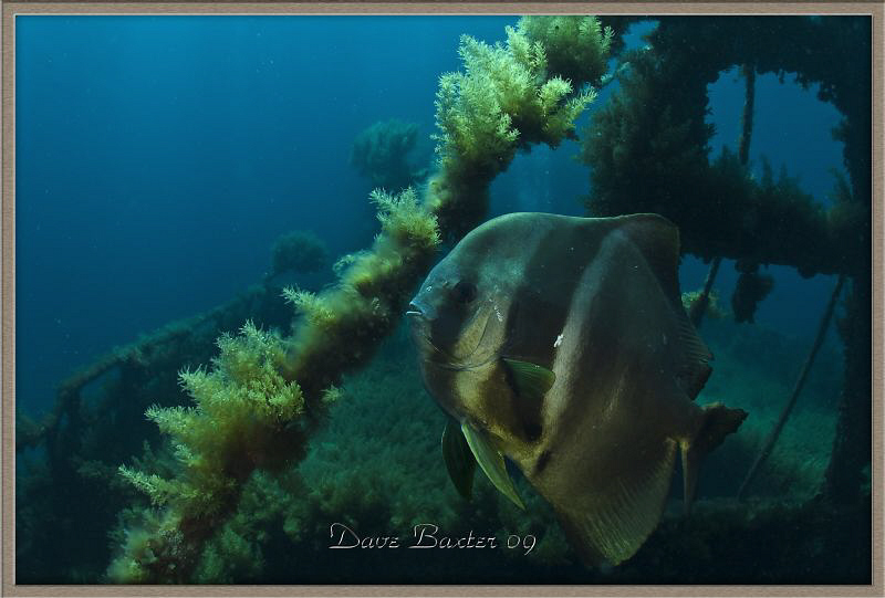 resident batfish atop the Lena purpose sunk wreck by Dave Baxter 