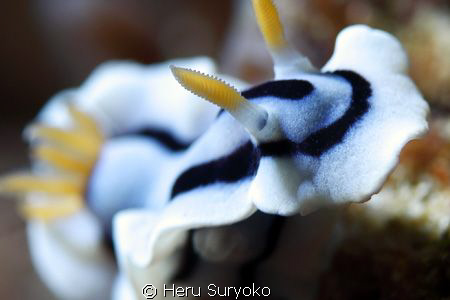 nudibranch by Heru Suryoko 