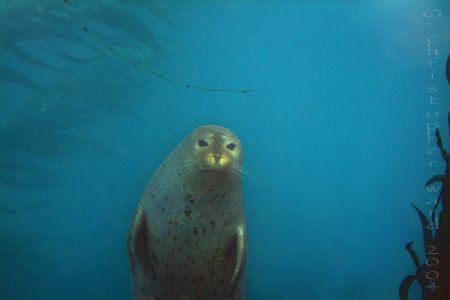 Anacapa Island, CA. Harbor seals dove up and down the lan... by Christopher Ward 