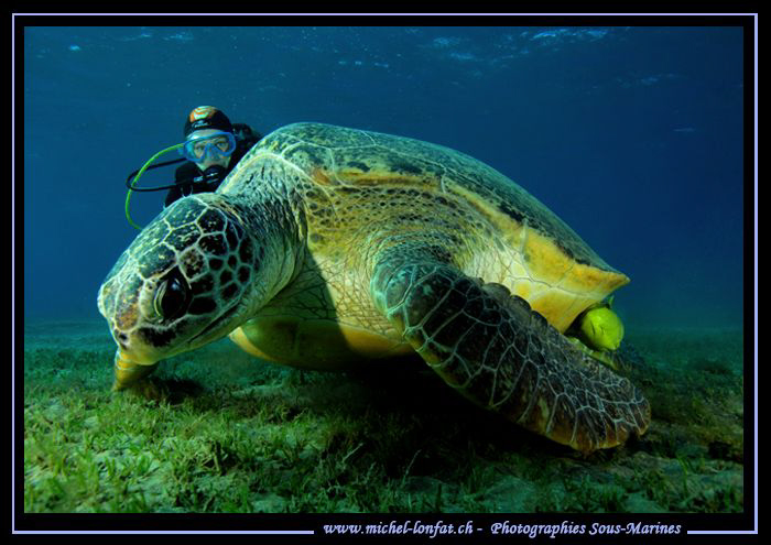 Big Turtle - Little Diver.... Que du bonheur... :O)... by Michel Lonfat 