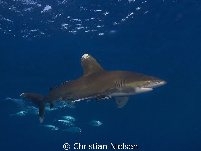 Oceanic Whitetip on Daedalus Reef.
Very calm and friendl... by Christian Nielsen 