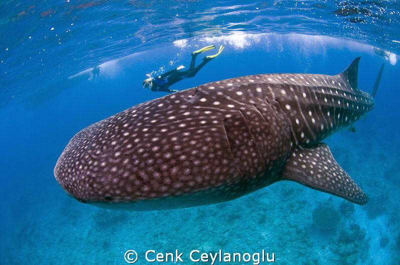 Swimming with the Whale Shark. by Cenk Ceylanoglu 
