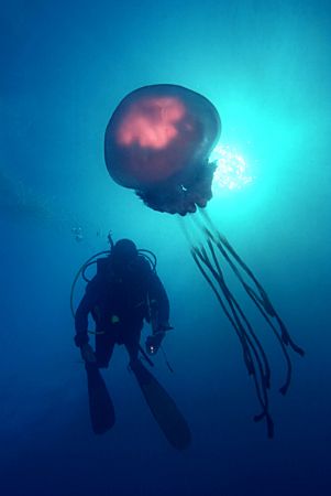 Medusa and diver, Alboran sea.
F90 housed, 18-35mm zoom ... by José Augusto Silva 