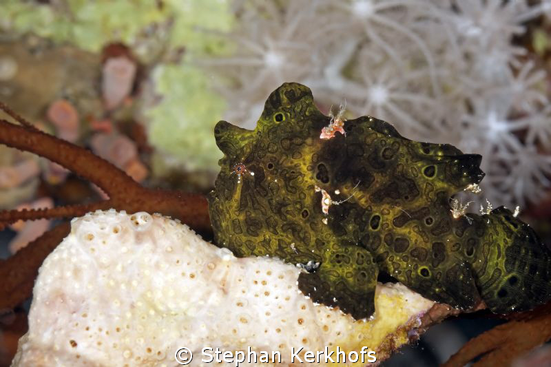 This little frogfish (5cm) was hard to find and even more... by Stephan Kerkhofs 