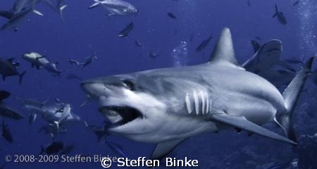 Grey Reef Shark by Steffen Binke 