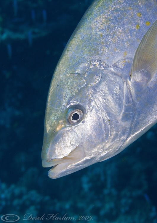Gold-spotted Trevally. D3, 105mm. by Derek Haslam 