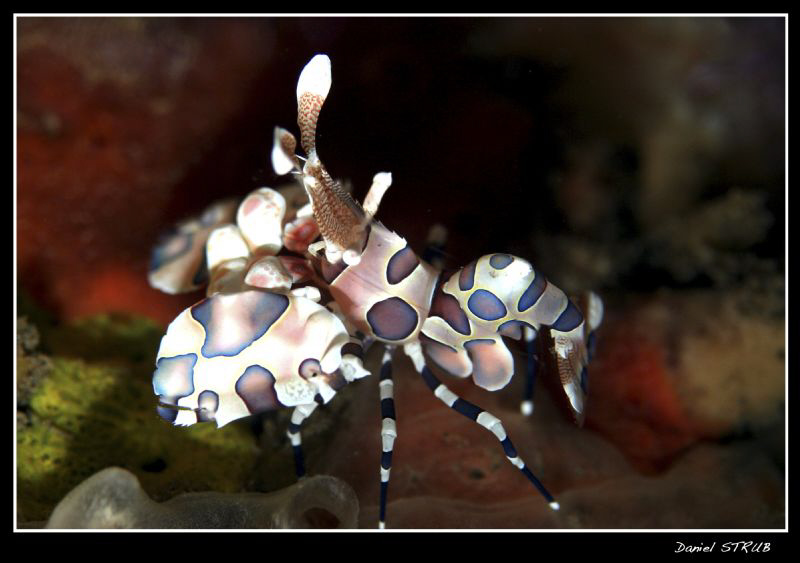 Picture taken in Dauin. The 2 couples of harlequin shrimp... by Daniel Strub 