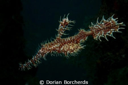 The Other Half of a Pair of Harlequin Ghost Pipe Fish.Nik... by Dorian Borcherds 