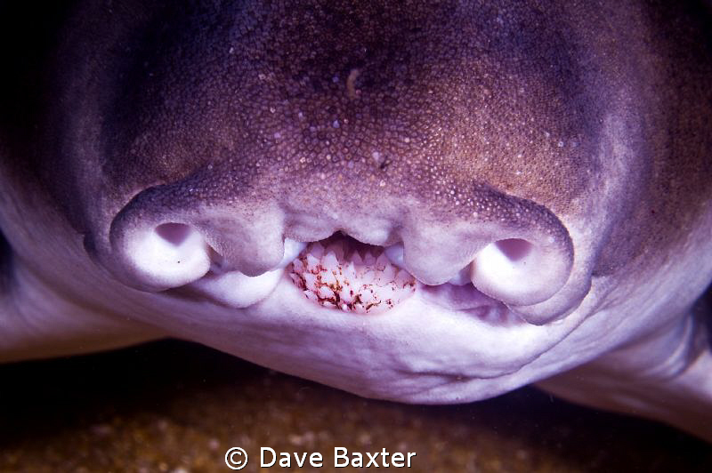 Port Jackson Shark at the Lena wreck still with food on i... by Dave Baxter 