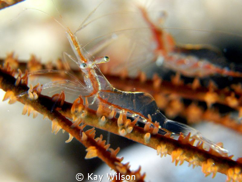 Black Coral Shrimp, pair. Super tricky to photograph, the... by Kay Wilson 