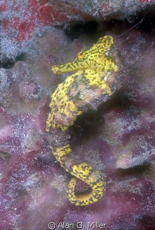Seahorse shot with a Nikonos RS and 50 mm macro and on Ik... by Alan G. Miller 