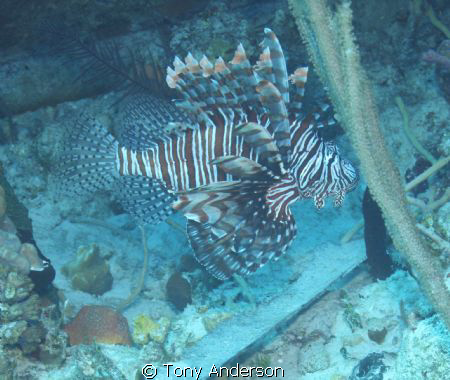 Lionfish by Tony Anderson 