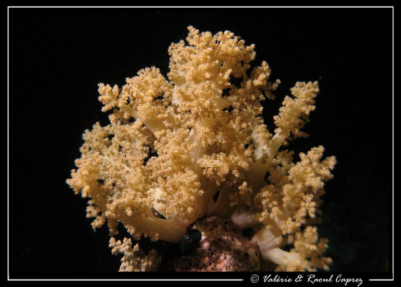 Soft coral by Raoul Caprez 