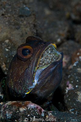 A jawfish with eggs in Tulamben, Bali. by Tammy Gibbs 