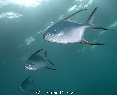 A Trio of Palometas in the clear water of Tobago Cays by Thomas Dinesen 