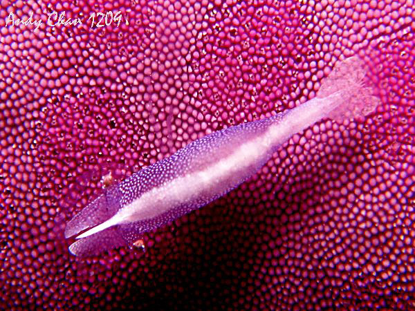 Sea Star Shrimp - Padang Bai
So tiny less than 1 cm and ... by Andy Chan 