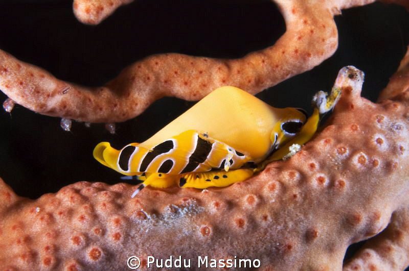 yellow shell nikon d2x 60mm micro by Puddu Massimo 