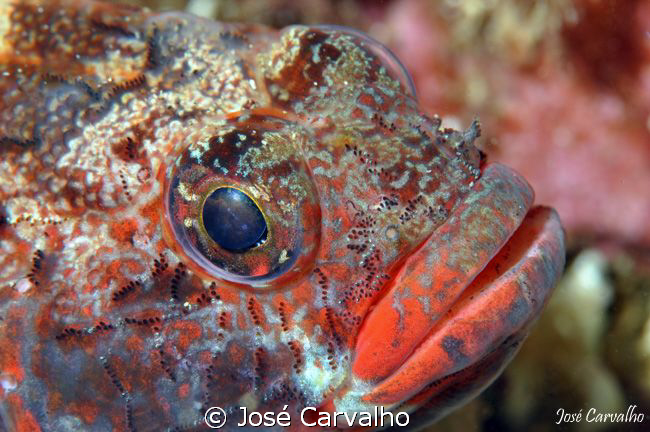 Red-mouthed Goby - Gobius cruentatus - Sesimbra/Portugal ... by José Carvalho 