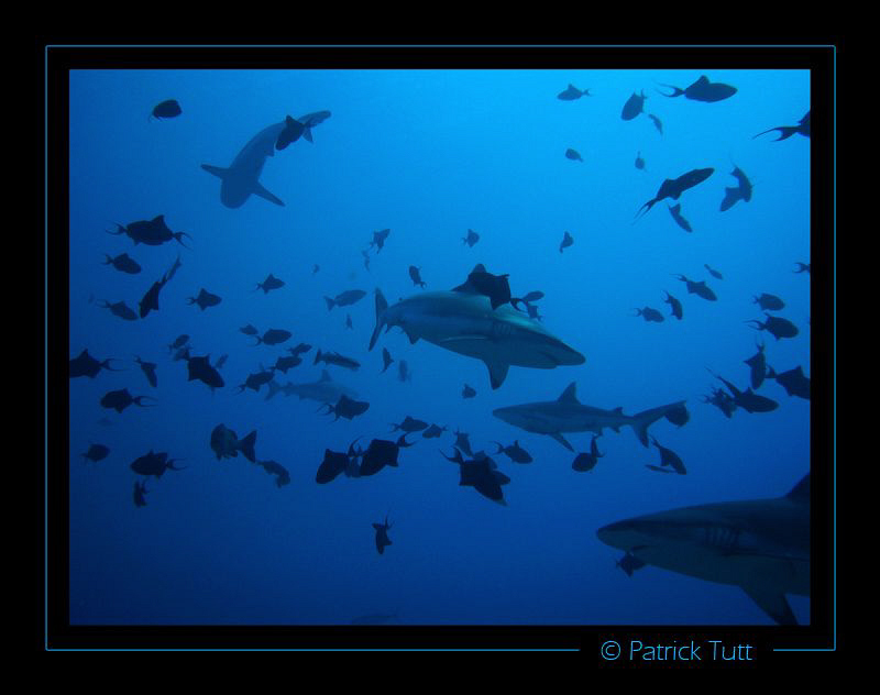 Shark's ballet  - Sha'ab Rumi reef / Sudan - Lumix Fx01 by Patrick Tutt 