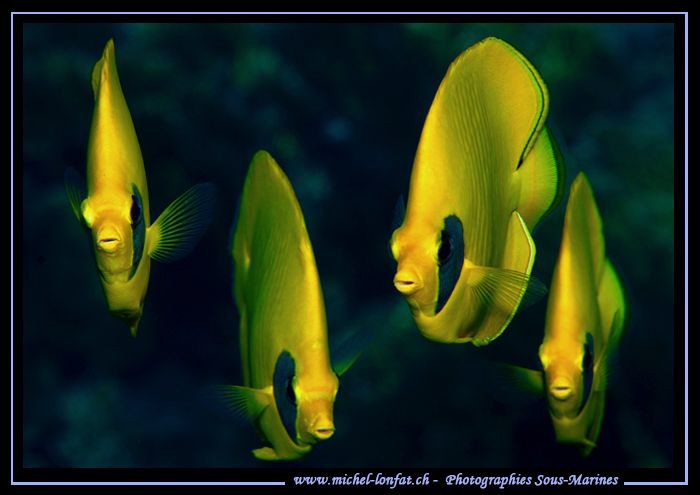 Face to face with these beautiful Yellow Butterfly Fishes... by Michel Lonfat 