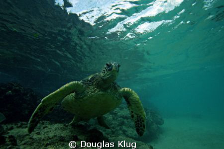 Turtle Rising. A green turtle rises towards the surface a... by Douglas Klug 