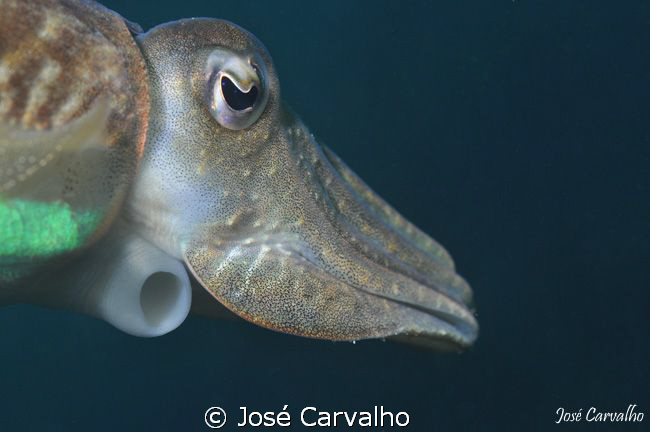 Close-up of a cuttlefish, from a different angle - Sesimb... by José Carvalho 