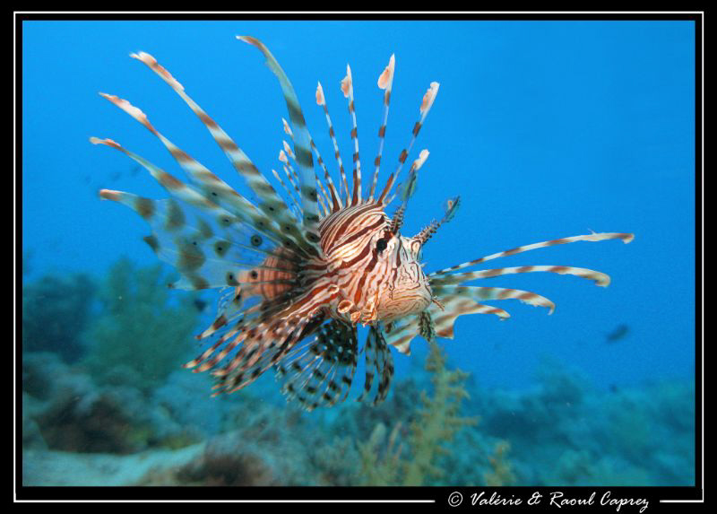 Flying Pterois :-) by Raoul Caprez 