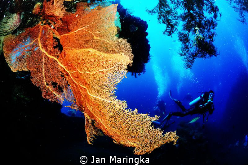 sea fan with divers by Jan Maringka 