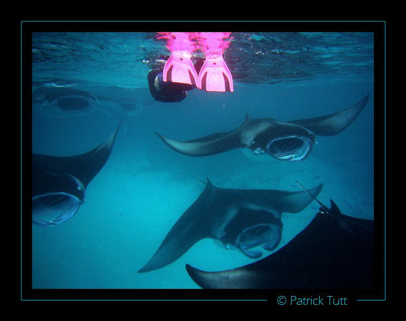 Quietly watch crossing a group of Mantas - Maldives - Lum... by Patrick Tutt 