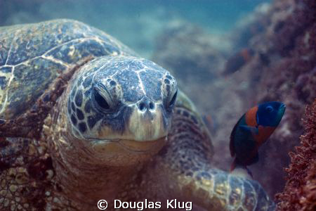 Reef Eater. A greent turtle breaks up the reef off Maui, ... by Douglas Klug 
