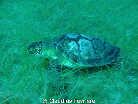 Green Turtle by Claudius Fevriere 