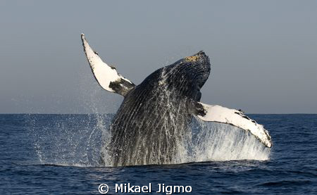 Flip of a Humpback.
This photo was taken in South Africa... by Mikael Jigmo 