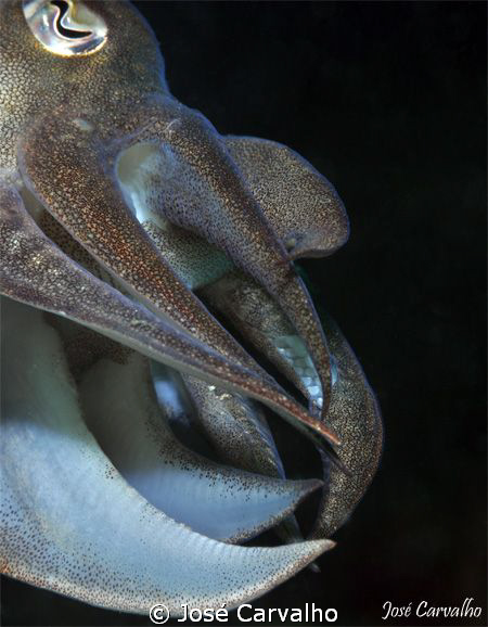 Different view of a Cuttlefish. Nikkor 105mm, 1/60s, f/18... by José Carvalho 