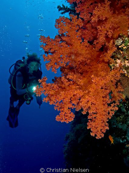 Beautiful soft coral on Big Brother. 
The diver is my wi... by Christian Nielsen 