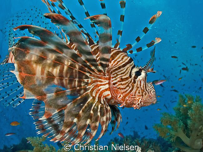 Lionfish on Elphinstone.
I wanted to shoot a Lionfish ag... by Christian Nielsen 