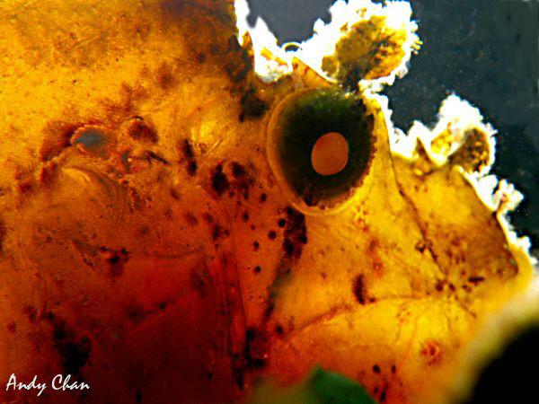 Leaf Scorpion Fish - Tulamben
Canon G9 + Nikonos SB 105 ... by Andy Chan 