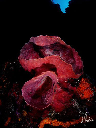 This image of sponges was taken during a dive at Palancar... by Steven Anderson 