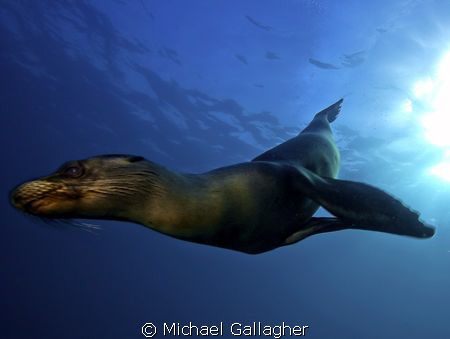 Galapagos sea lion streaks past - just a check out dive, ... by Michael Gallagher 